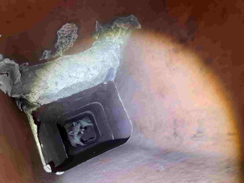 animal in attic - racoon in attic