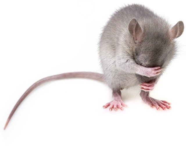rodent control - rodent exterminator