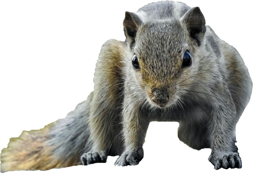 Animal in attic - squirrel in attic