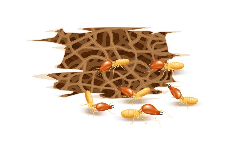 exterminator for termites