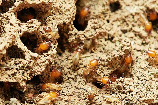termite mud tunnels