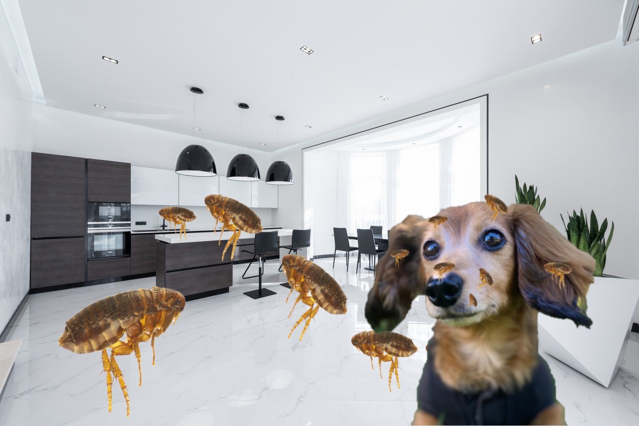 fleas in house